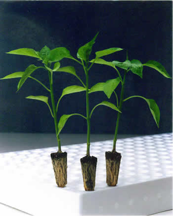 Plant10b