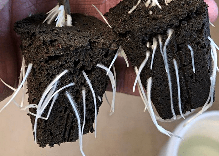 Two propagation media plugs with plant roots growing in them and extruding from the sides of the plugs.