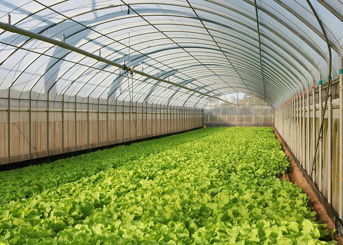 Interior view of greenhouse with floor covered in green growing plants.