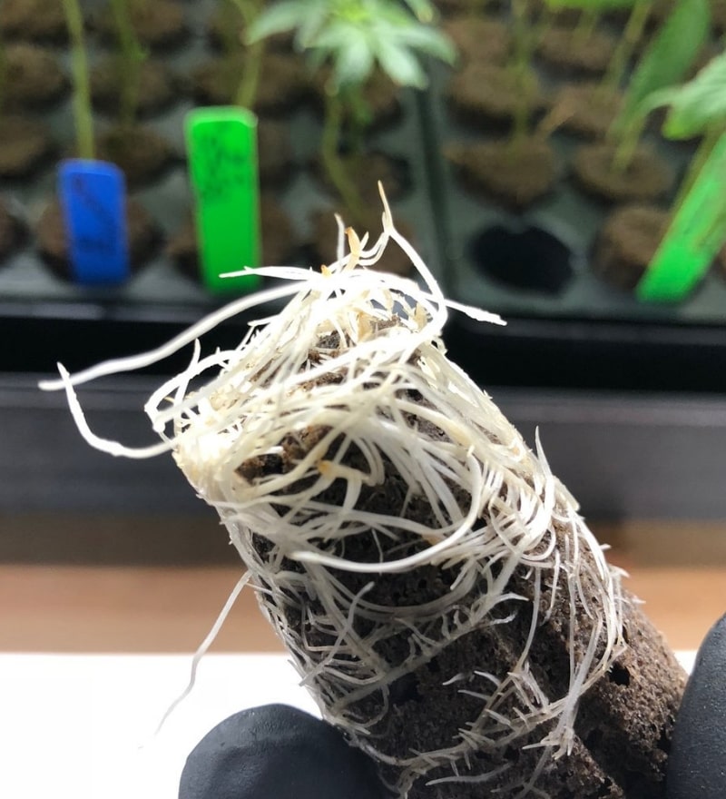 No air pruning results in badly circled root structure.