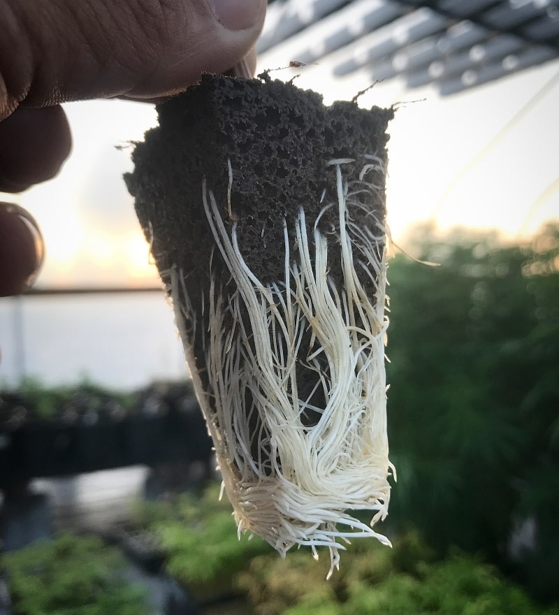 No air pruning results in badly circled root structure.