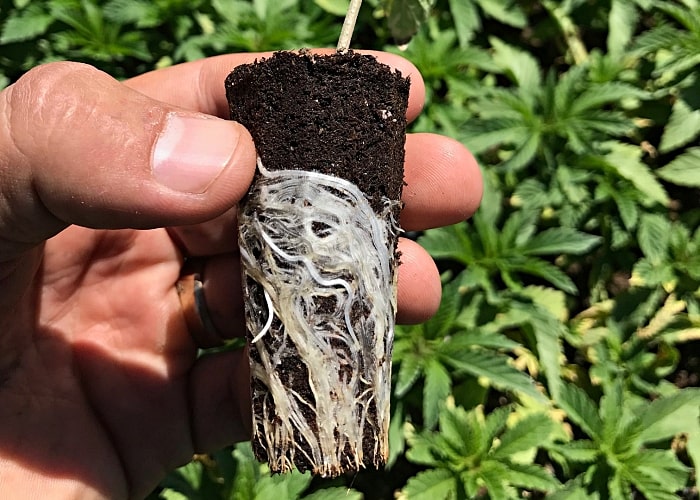 Person holding an IHORT seedling in plug that demonstrated healthy air pruning of the plant's roots.